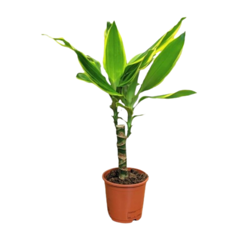 Fiche entretien - Dracaena Fragens Steudneri | Plantes Addict