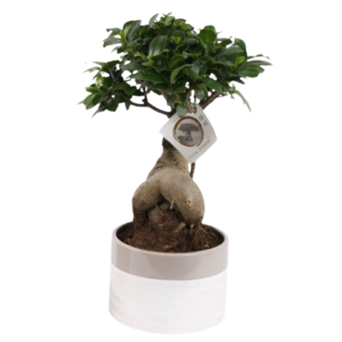 Fiche entretien - Ficus bonsai | Plantes Addict