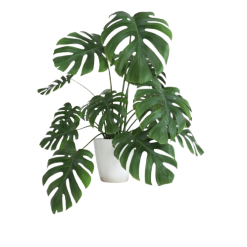 monstera esqueleto variegated Monstera Esqueleto – Greenspaces.id main image 1