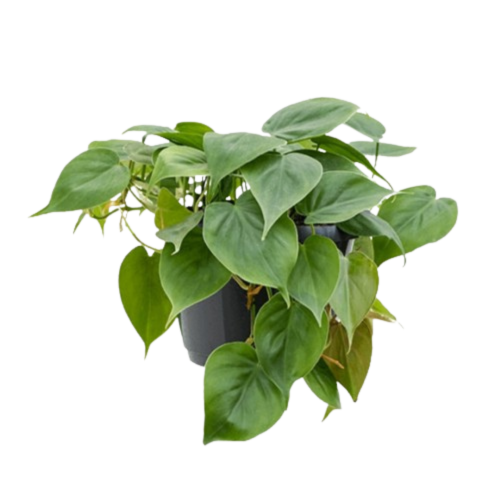 Fiche entretien - Philodendron Scandens | Plantes Addict