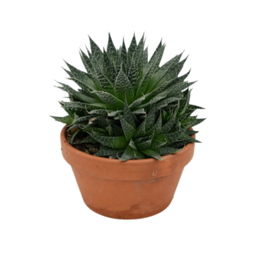 Fiche entretien - Aloe Aristata | Plantes Addict