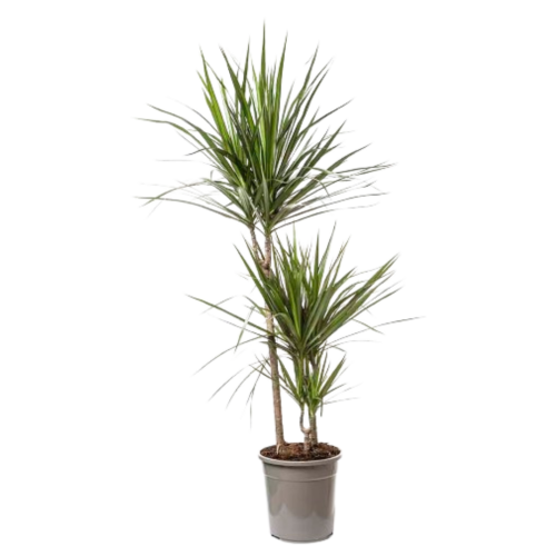 Fiche entretien - Dracaena | Plantes Addict