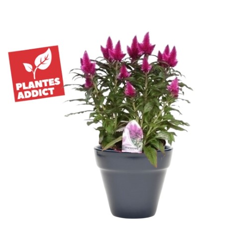 Fiche entretien - Celosie Pink Purple | Plantes Addict