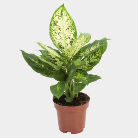 Dieffenbachia 40 - 50 cm Dieffenbachia 40 - 50 cm