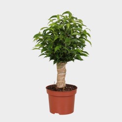 Ficus Natasja 30 cm