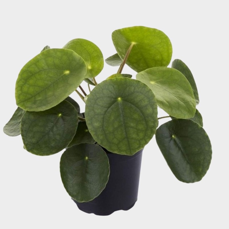 Pilea Peperomioides 30 cm