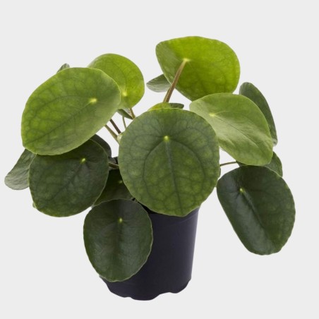 Pilea Peperomioides 30 cm Pilea Peperomioides 30 cm