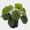 Pilea Peperomioides 30 cm