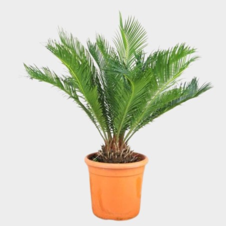 Cycas 40 cm Cycas 40 cm