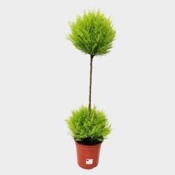 Cyprés de Lambert Double 50 - 60 cm