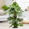 Tuteur en fibre de coco 50 cm avec monstera
