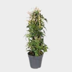Jasmin Polyanthum 60 - 70 cm