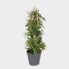 Jasmin Polyanthum 60 - 70 cm