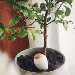 Olla Pepin - Terracotta - Blanc nacré