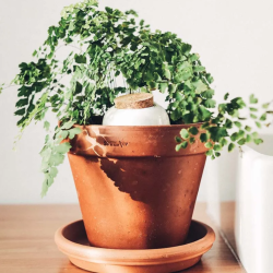 Olla Pepin - Terracotta - Blanc nacré