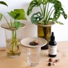 Coffret de Germination
