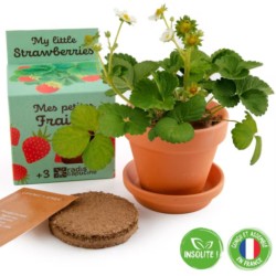 Mon petit fraisier - Pot de 8 cm