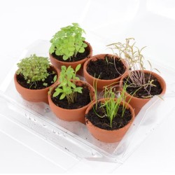 Mini serre 6 pots - Aromatique bio