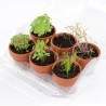 Mini serre 6 pots - Aromatique bio
