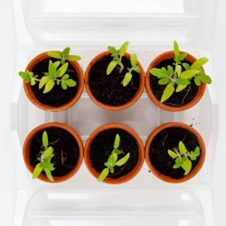 Mini serre 6 pots - Tomate bio