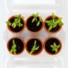 Mini serre 6 pots - Tomate bio
