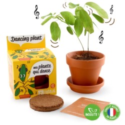 Plante qui danse ! - Graines en pot de culture