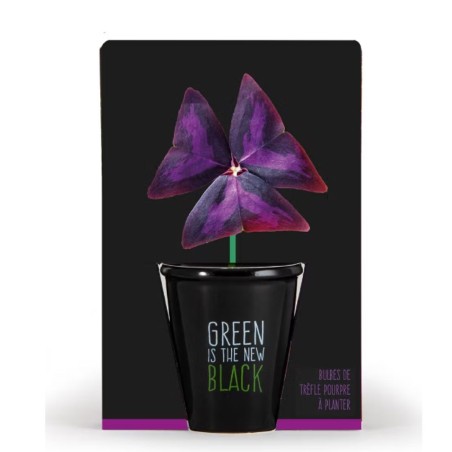 Pot black "Green is the new black"- Trèfle pourpre Pot black "Green is the new black"- Trèfle pourpre