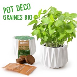 Pot origami - Basilic citron