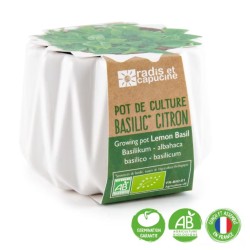 Pot origami - Basilic citron