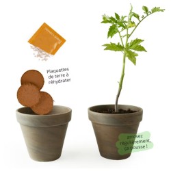 Pot Terre cuite 13cm - Tomate cerise bio