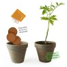 Pot Terre cuite 13cm - Tomate cerise bio