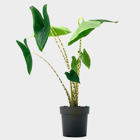 Alocasia Zebrina 70 - 80 cm Alocasia Zebrina 70 - 80 cm
