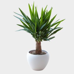 Yucca Elephantipes 40 cm (avec cache-pot blanc)