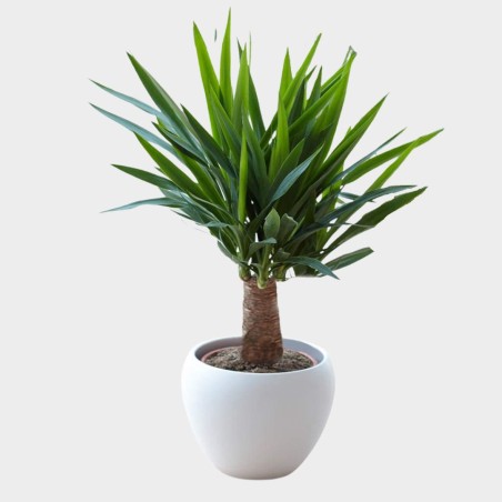 Yucca Elephantipes 40 cm (avec cache-pot blanc) Yucca Elephantipes 40 cm (avec cache-pot blanc)