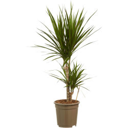 Dracaena Marginata 70 - 80 cm