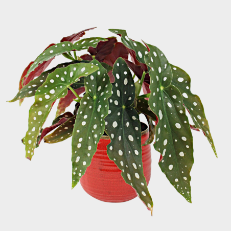 Begonia maculata Begonia maculata