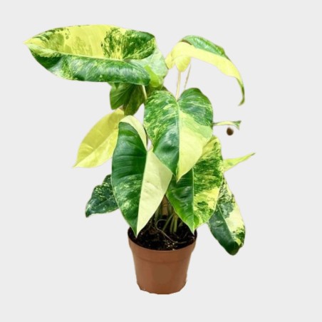 Philodendron Variegata 20 cm