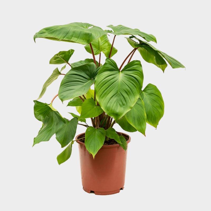 Homalomena 60 - 70 cm