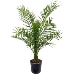 Phoenix canariensis 60 - 70 cm