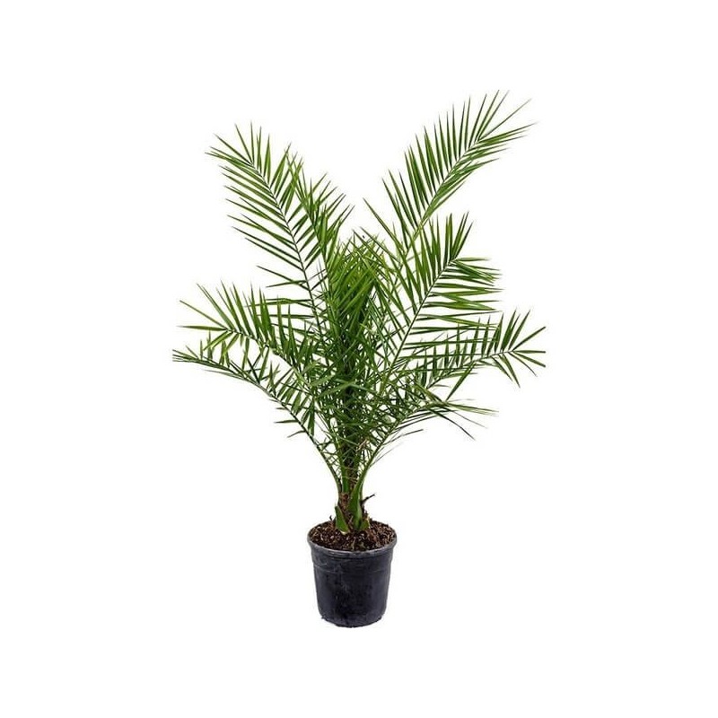 Phoenix canariensis 60 - 70 cm