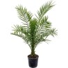 Phoenix canariensis 60 - 70 cm