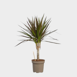 Dracaena Marginata 40 - 50 cm