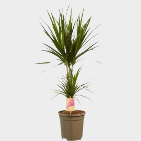 Dracaena Marginata 80 cm Dracaena Marginata 80 cm
