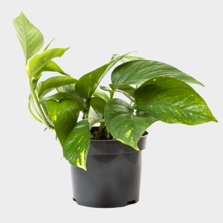 Epipremnum Aureum Epipremnum Aureum