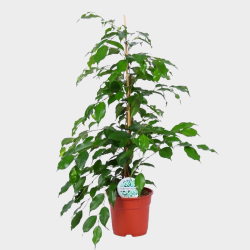 Ficus Benjamina 70 cm