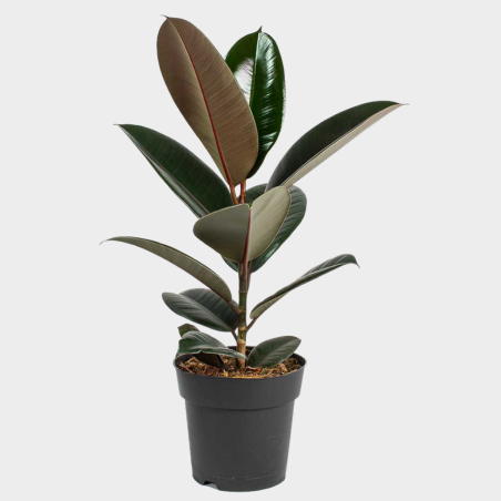 Ficus Elastica Robusta 70 - 80 cm Ficus Elastica Robusta 70 - 80 cm