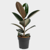 Ficus Elastica Robusta 70 - 80 cm