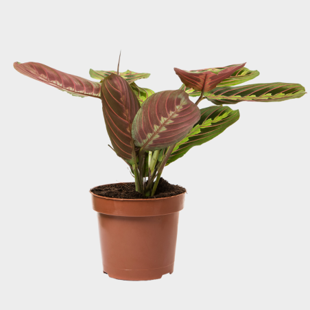 Maranta Fascinator Maranta Fascinator