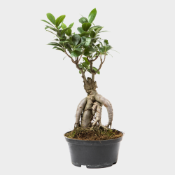 Ficus Ginseng Bonsaï 35 cm