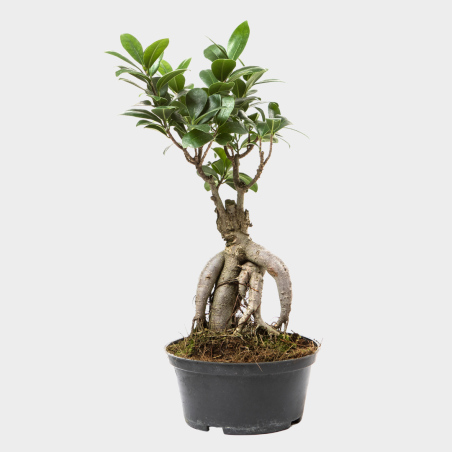 Ficus Ginseng Bonsaï 30 - 40 cm Ficus Ginseng Bonsaï 30 - 40 cm